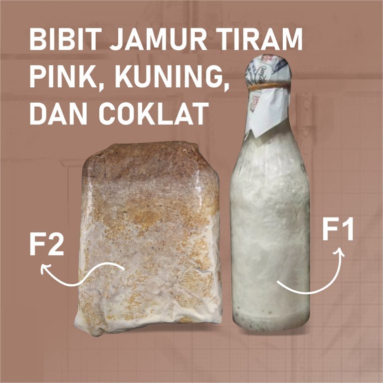Apa Itu F1 Dan F2