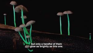 Jamur bernama Bioluminescence ini bisa menyala dalam gelap (glow in the dark), seperti dilansir dari Food NDTV (9/12)