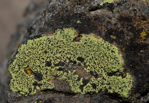Lichene, simbiosis mutualisme jamur dan ganggang.