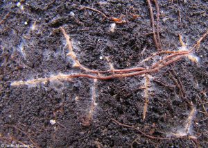 Mikoriza, simbiosis mutualisme jamur dan akar tumbuhan